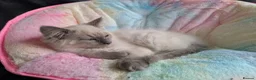 Ragdoll cats for sale: Stunning ragdoll kittens for sale.  - Advert 5