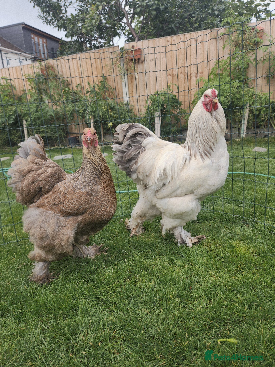 Chickens poultry for sale: Hatching eggs - Image 3
