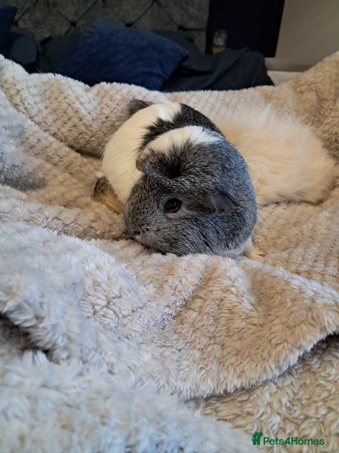 Guinea Pig rodents for sale: Two females and full set up - Advert 5