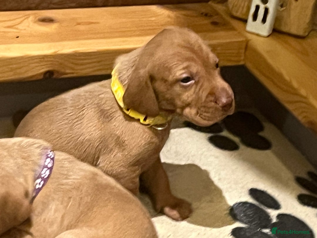 Hungarian Vizsla dogs for sale: Wonderful puppies from mum with 0/0 hip score.  - Image 7