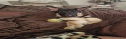 German Shepherd dogs for sale: Female German shepherd  in Stockport - Advert 4