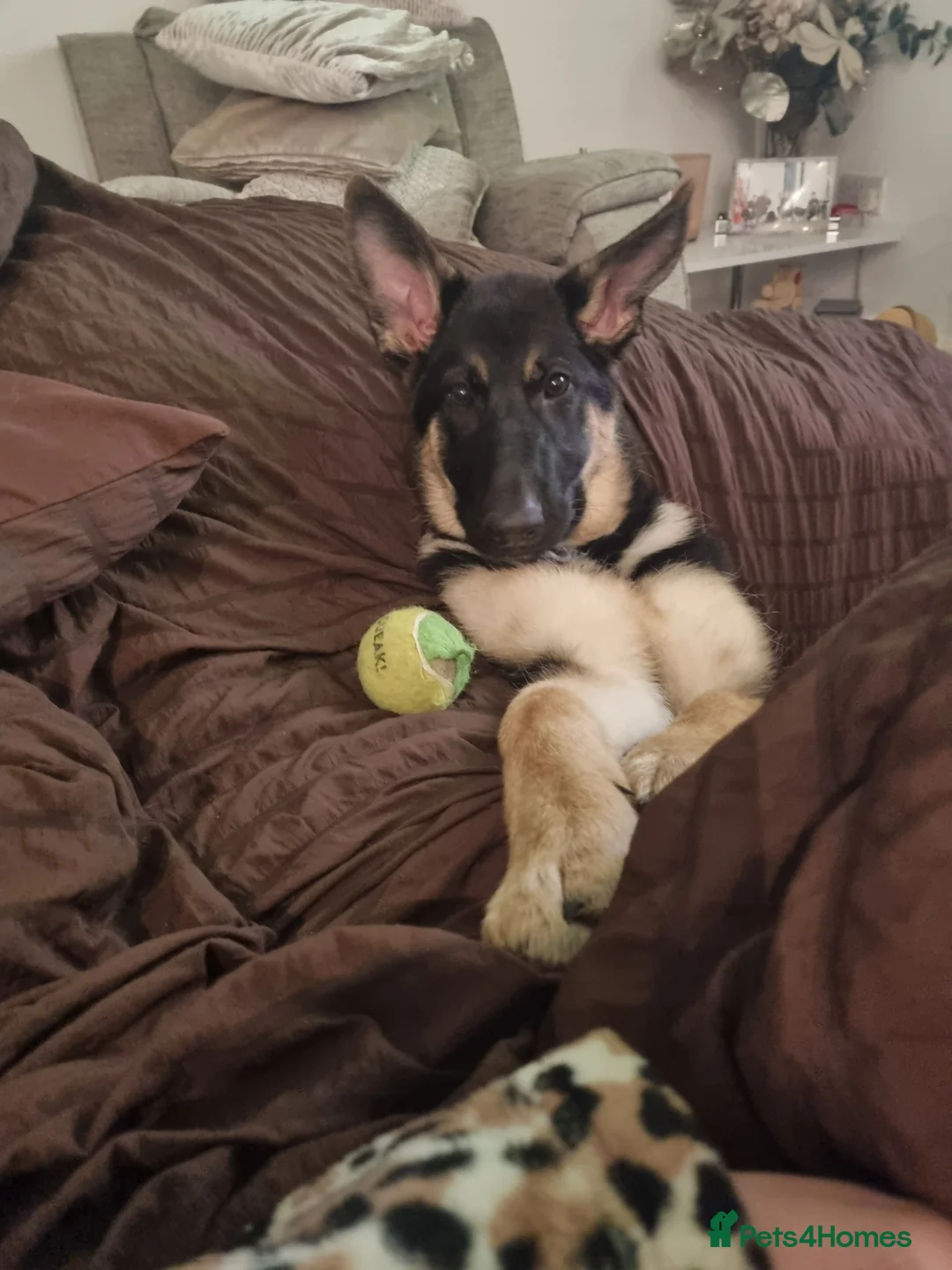 German Shepherd dogs for sale: Female German shepherd  in Stockport - Advert 4