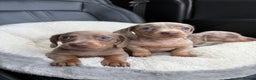 Miniature Dachshund dogs for sale: 🎄XMAS 🎄 MINIATURE DACHSHUNDS ISABELLA AND DAPPLE - Advert 7