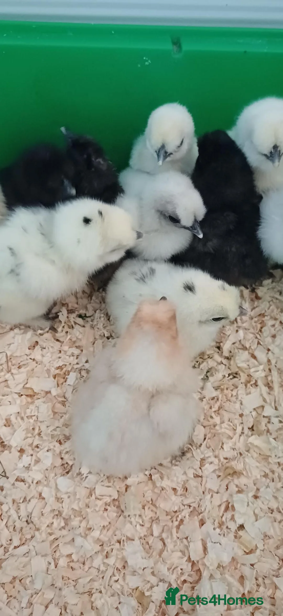 Chickens poultry for sale: Silkie chicks and hatching eggs! - Advert 6