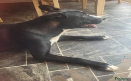 Mixed Breed dogs for adoption: NUKE 1yr old mixed breed - Image 3
