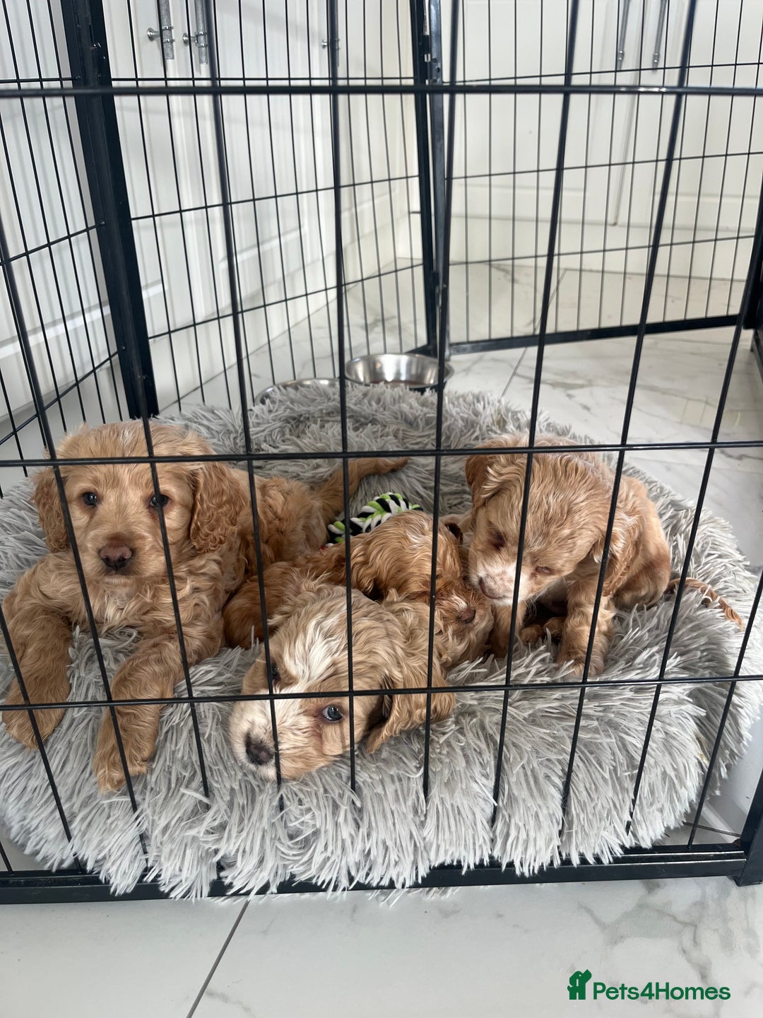 Cockapoo dogs for sale: F1 cockapoo  - Advert 13