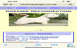West Highland Terrier dogs for sale: Westie puppies available  - Image 14