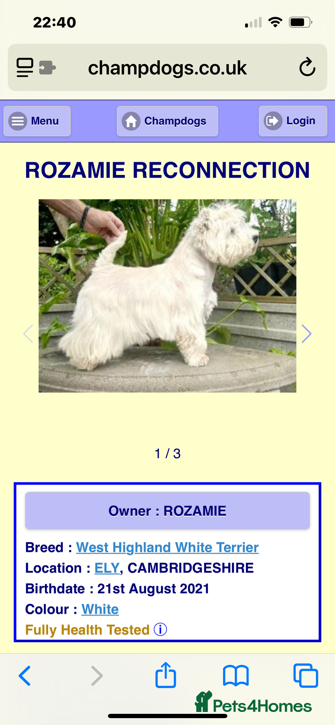 West Highland Terrier dogs for sale: Westie puppies available  - Image 14