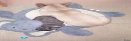 French Bulldog dogs for sale: French Bulldog puppies  - Advert 33