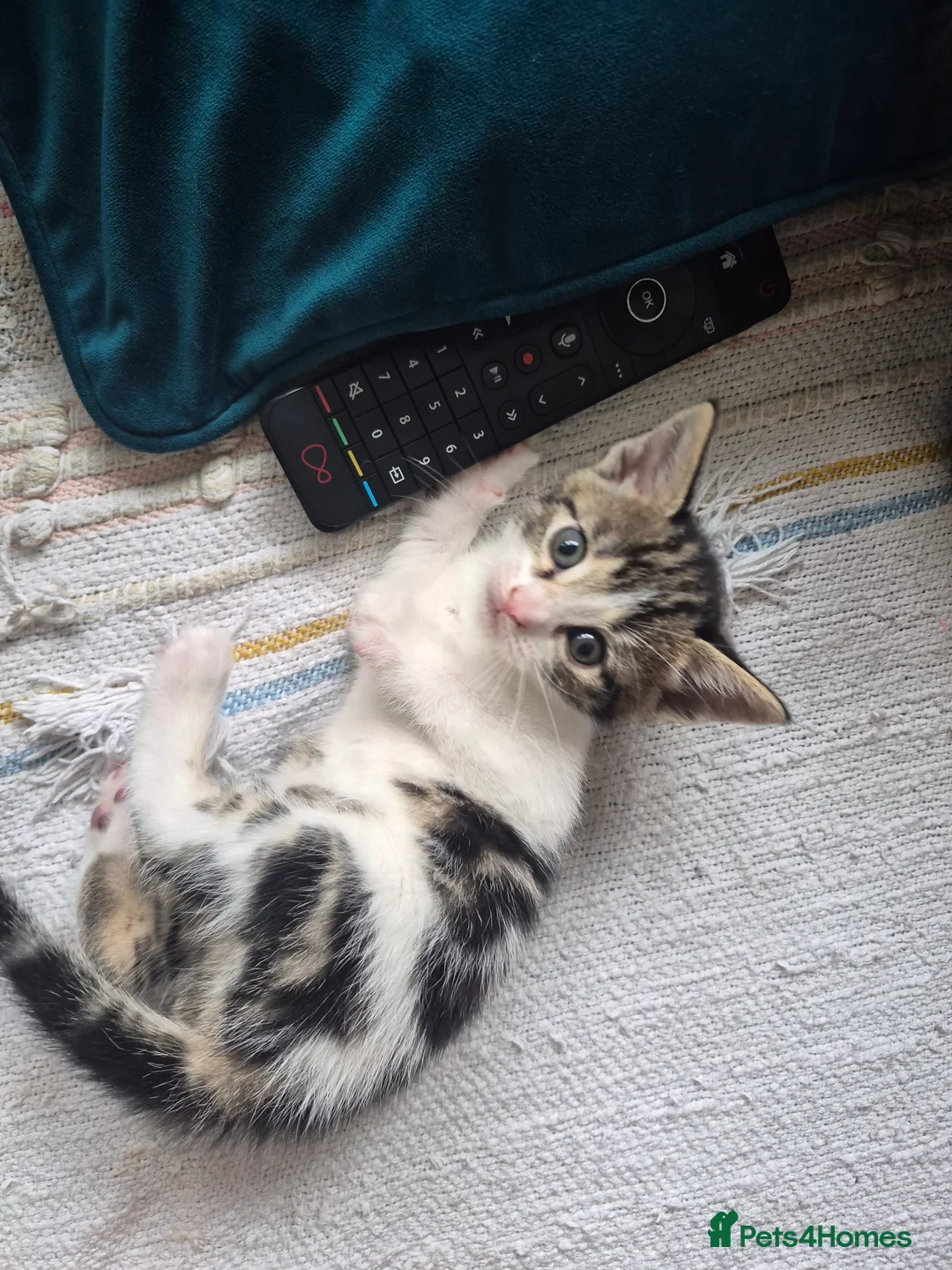 Mixed Breed cats for sale: Kittens  - Advert 5