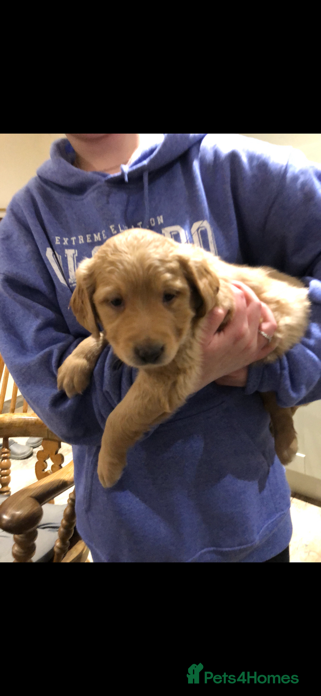 Golden Retriever dogs for sale: Beautiful Health Tested Puppies  - Image 17