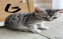 Bengal cats for sale: Bengal kittens  - Image 11