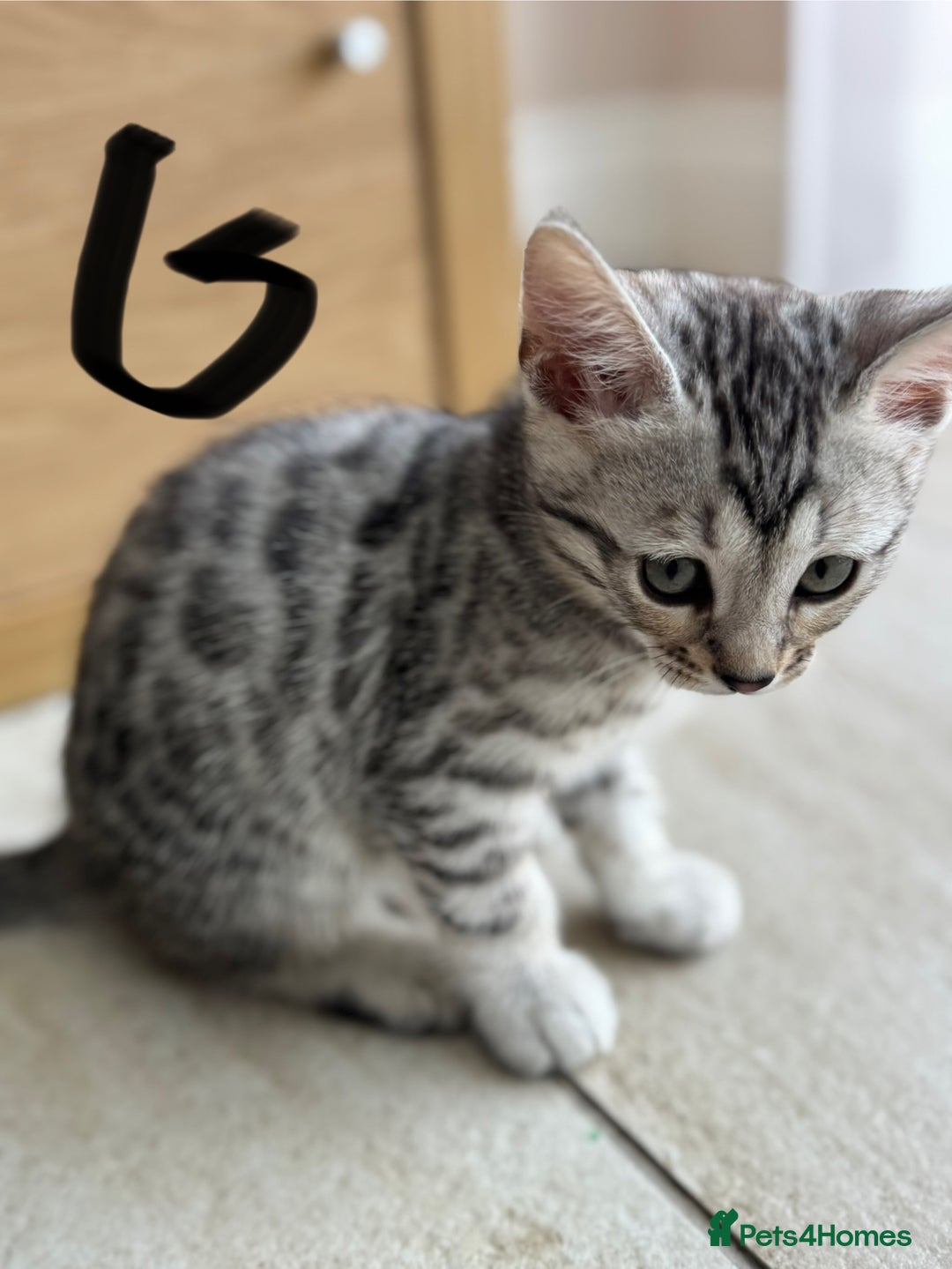 Bengal cats for sale: Bengal kittens  - Image 11