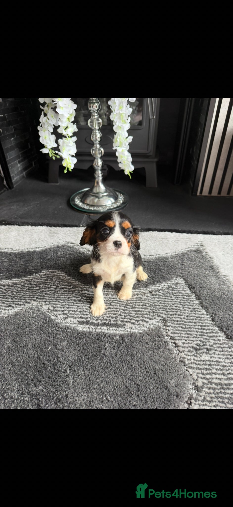Cavalier King Charles Spaniel dogs Kc cavalier puppies dna clear  - Advert 2