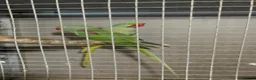 Parrots birds for sale: Pair of Alexandrine parrots for sale in Romford - Advert 3