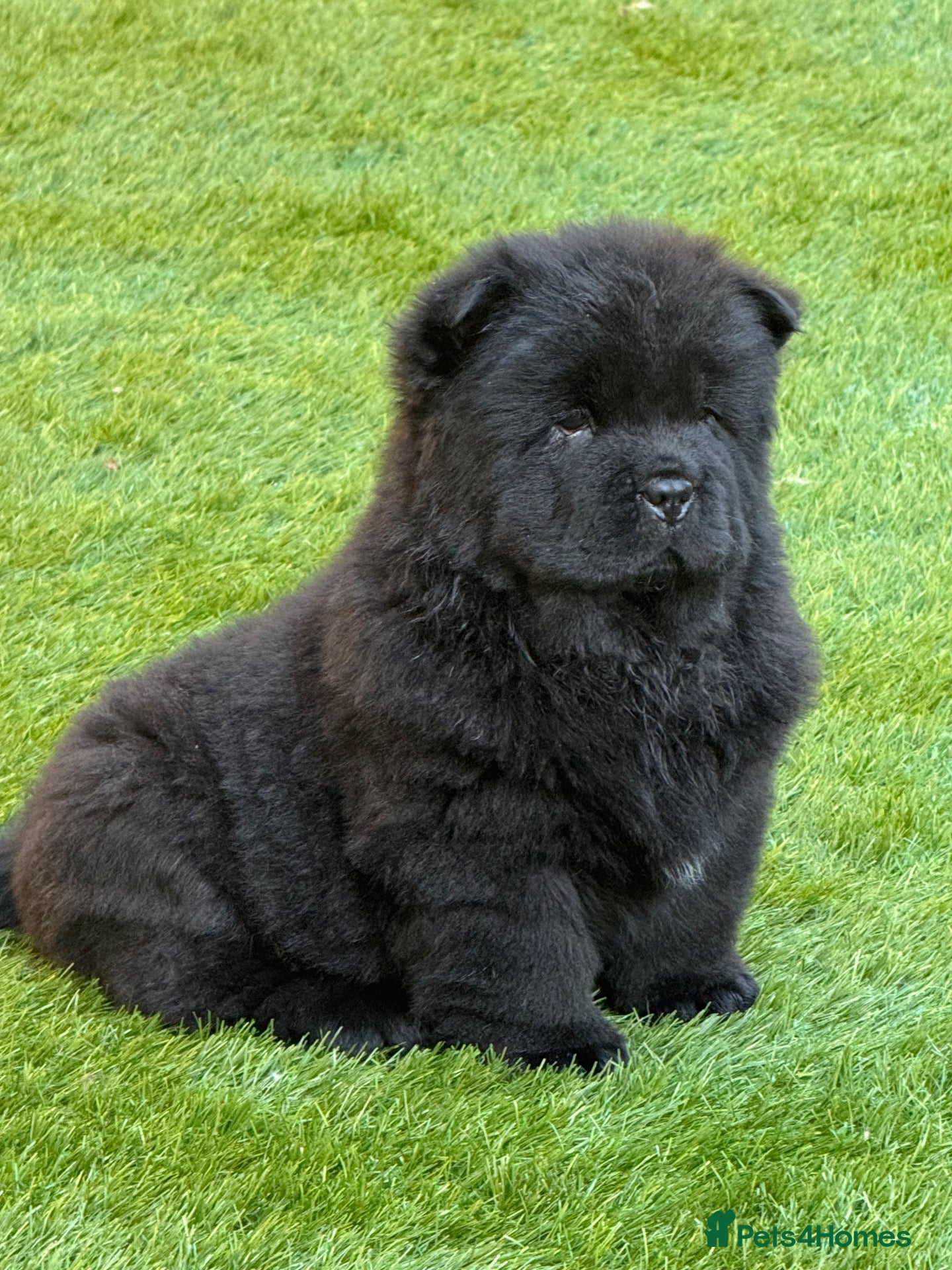 Chow Chow dogs Chow chow puppies  - Advert 2