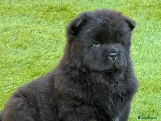 Chow Chow dogs Chow chow puppies - Advert 2