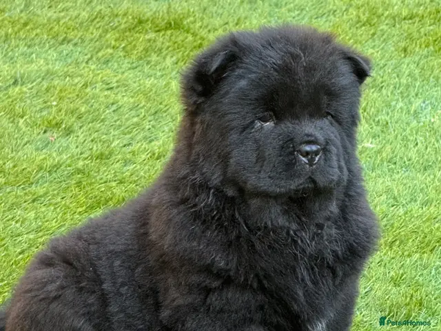 Chow Chow dogs Chow chow puppies - Advert 2