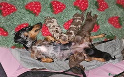 Miniature Dachshund dogs for sale: Miniature dachshund Puppies  - Advert 1