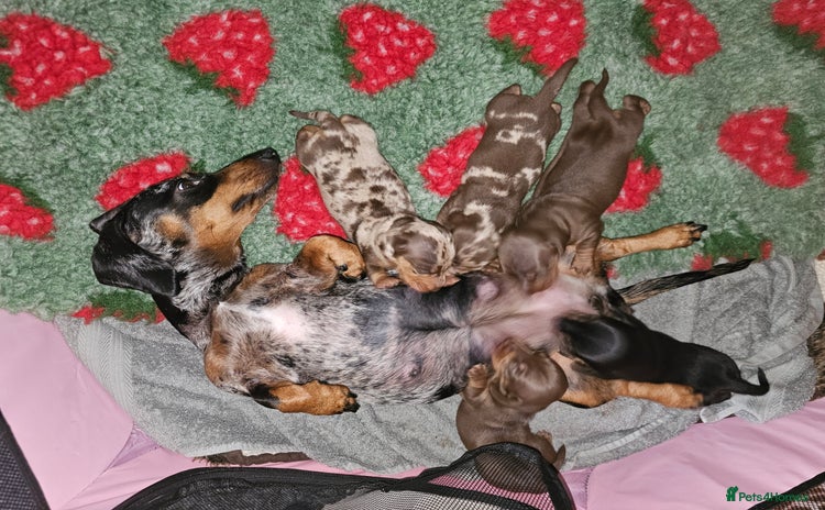 Miniature Dachshund dogs Miniature dachshund Puppies  - Advert 2