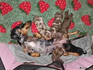 Miniature Dachshund dogs Miniature dachshund Puppies - Advert 5