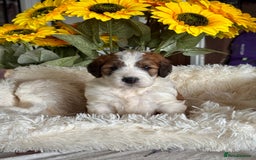 Saint Bernard dogs for sale: F1 st doodles puppies for sale - Image 7