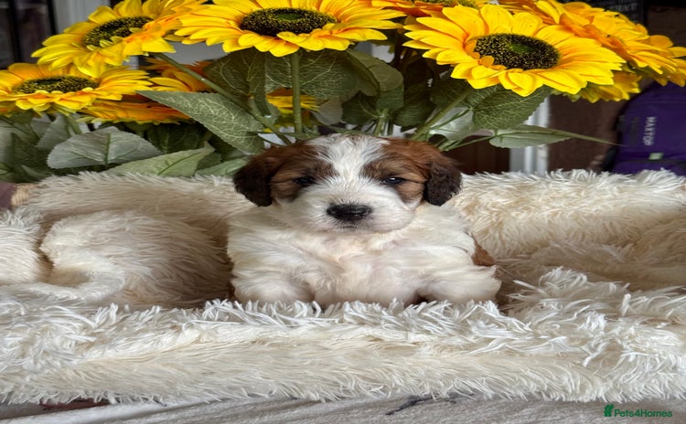 Saint Bernard dogs - Advert 1