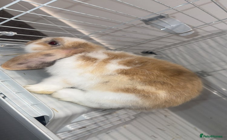 Mini Lop rabbits - Advert 5