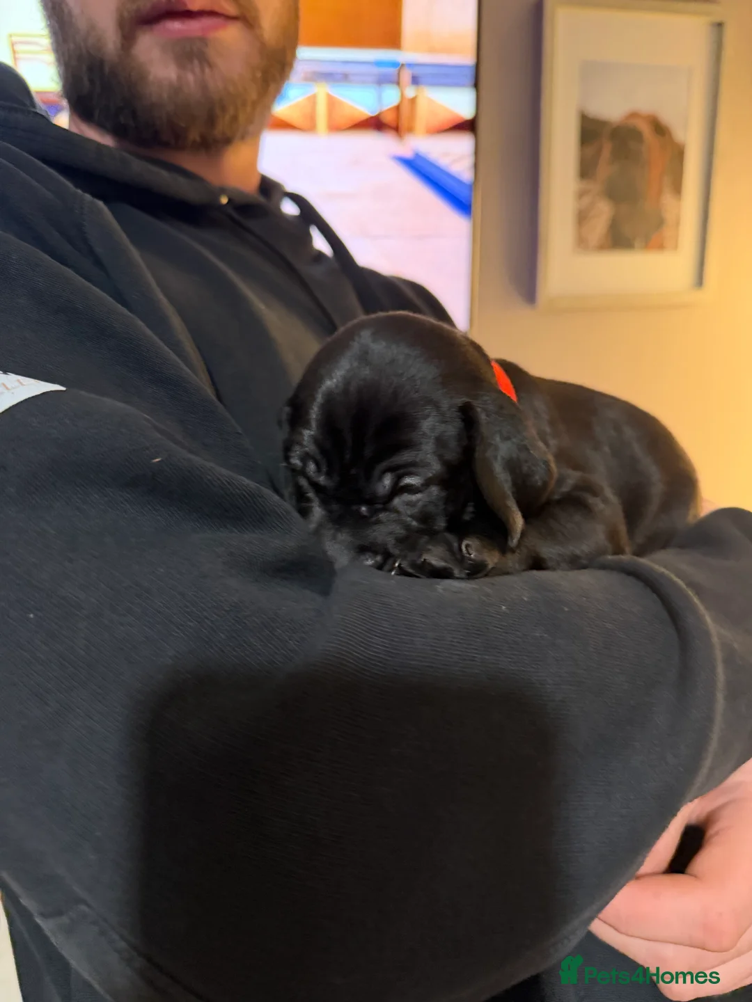 Mixed Breed dogs for sale: Vizmaraner puppies  - Advert 10