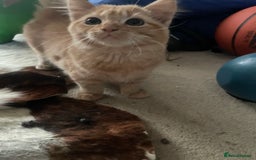 Munchkin cats for sale: Adorable Apricot-Marmalade Tabby Munchkin Male Kit - Image 4