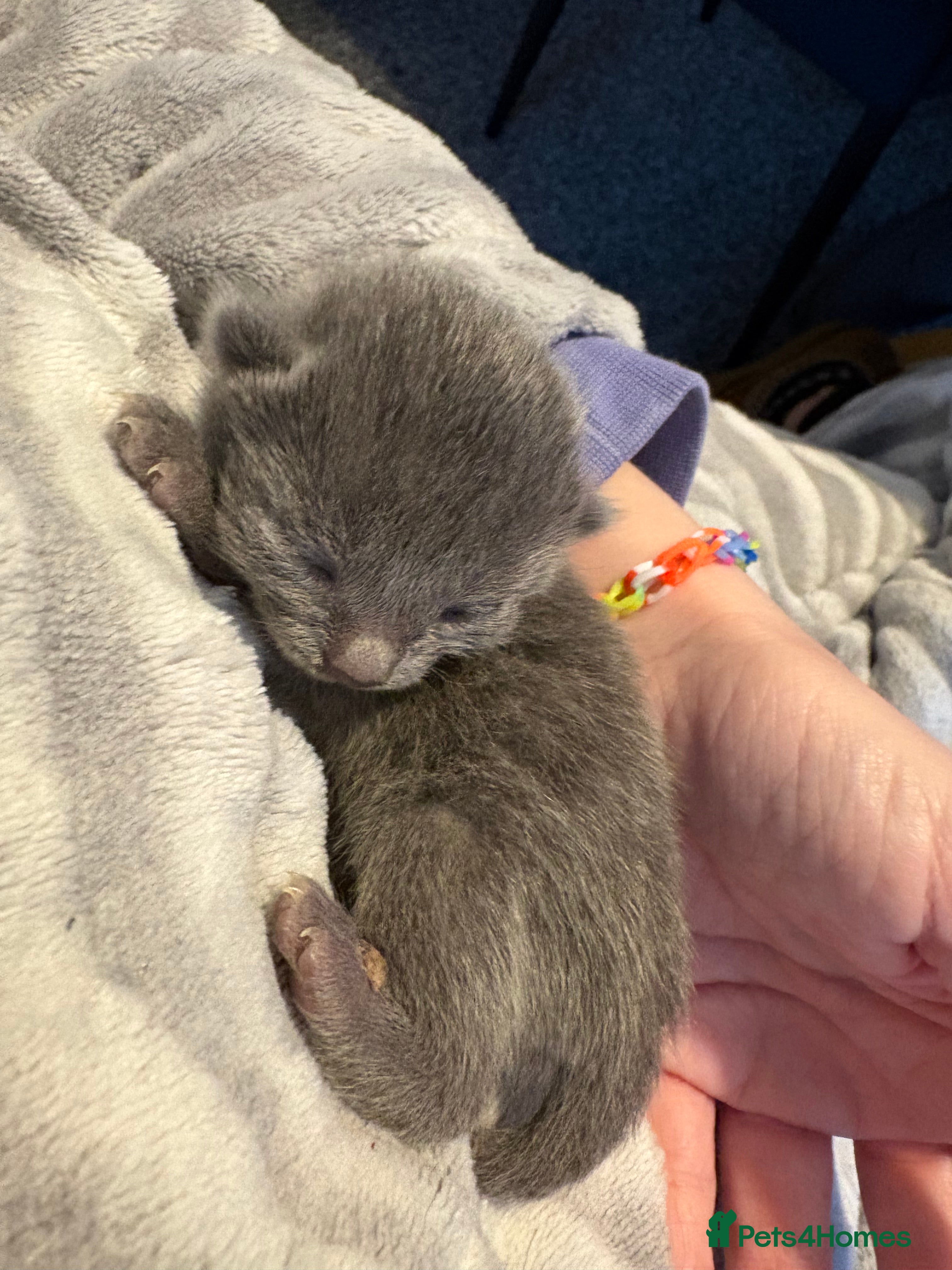 Mixed Breed cats 3 mixed kittens - Advert 1