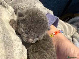 Mixed Breed cats 1 black female kitten left! - Advert 15