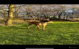 Belgian Shepherd Dog dogs for sale: One beautiful pup left! - Image 2