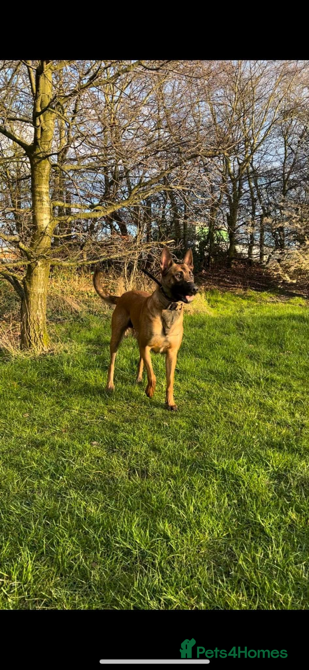 Belgian Shepherd Dog dogs for sale: One beautiful pup left! - Image 2