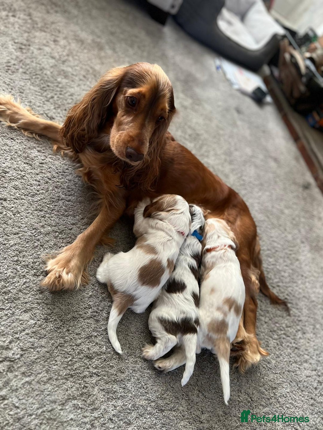 Cocker Spaniel dogs for sale: Cocker Spaniel Puppies - Advert 5