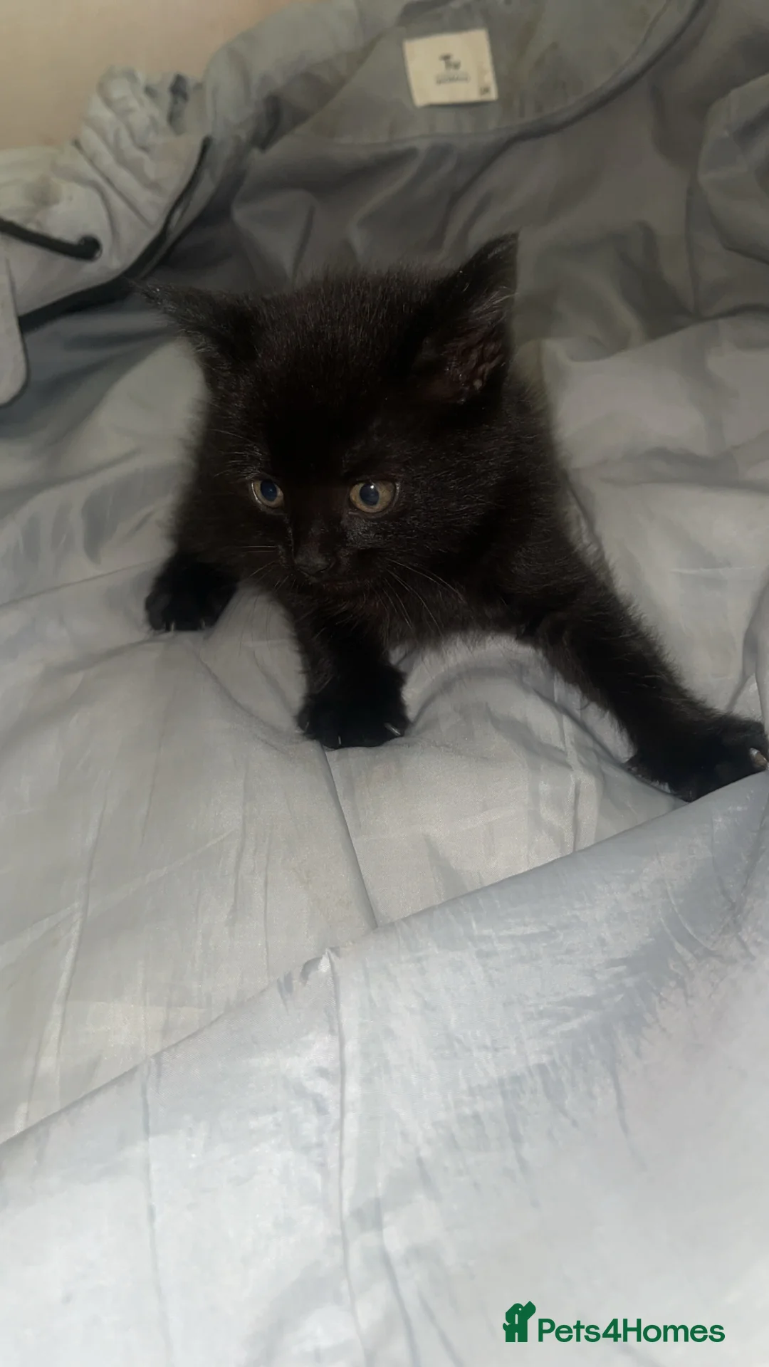 Mixed Breed cats for sale: Beautiful tuxedo kittens  - Advert 3