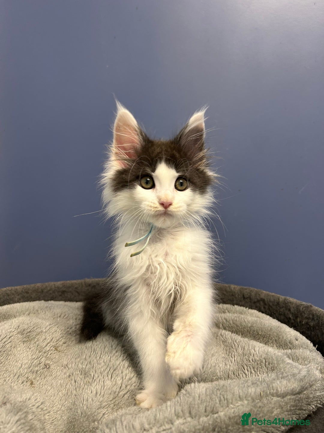 Maine Coon cats for sale: LAST GORGEOUS GIRL - Image 4