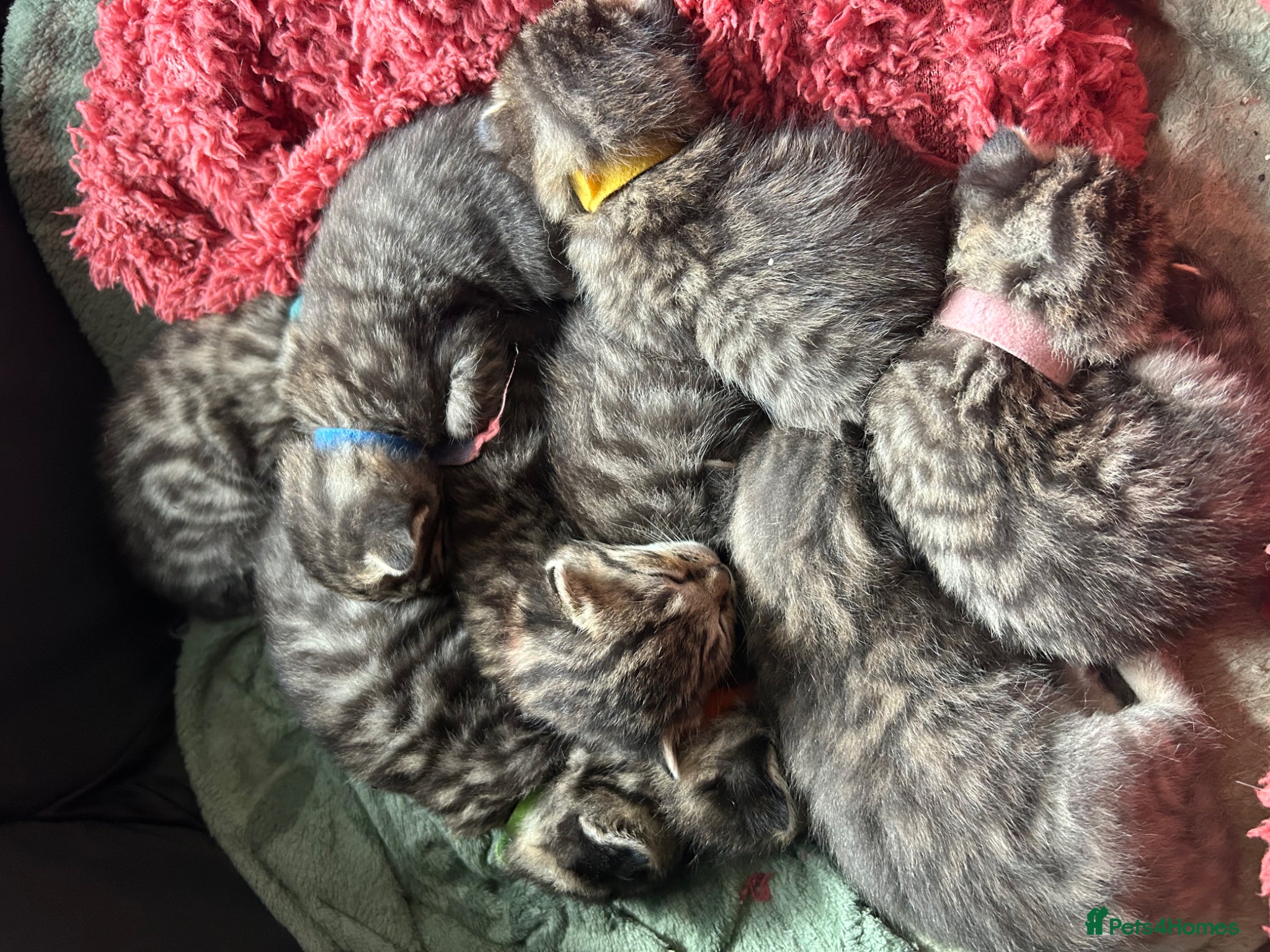 Mixed Breed cats Kittens  - Advert 4