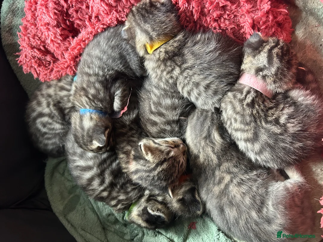 Mixed Breed cats for sale: Kittens  - Advert 1