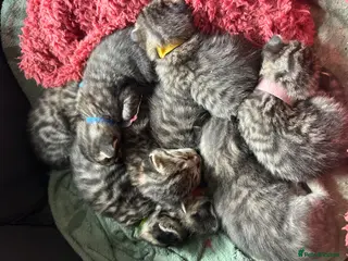 Mixed Breed cats Kittens - Advert 8