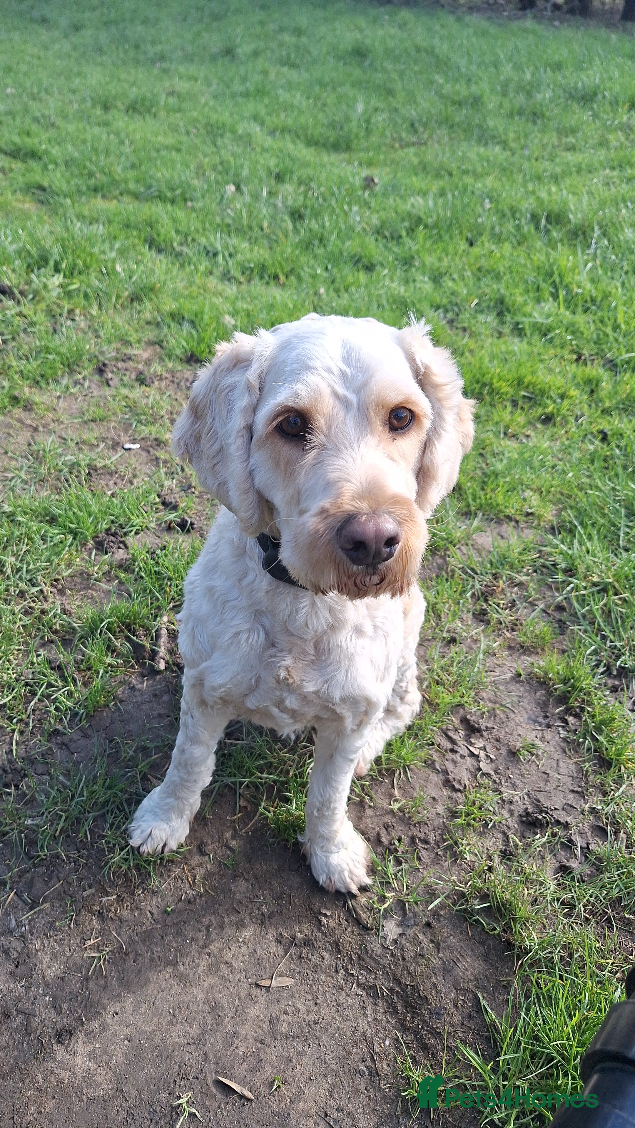 Cockapoo dogs 3 Year Old Cockapoo in Barnet - Advert 18