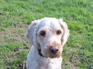 Cockapoo dogs 3 Year Old Cockapoo in Barnet - Advert 18