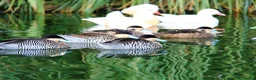 Ducks poultry for sale: Ornamental wildfowl for sale, 2026 bred - Advert 5