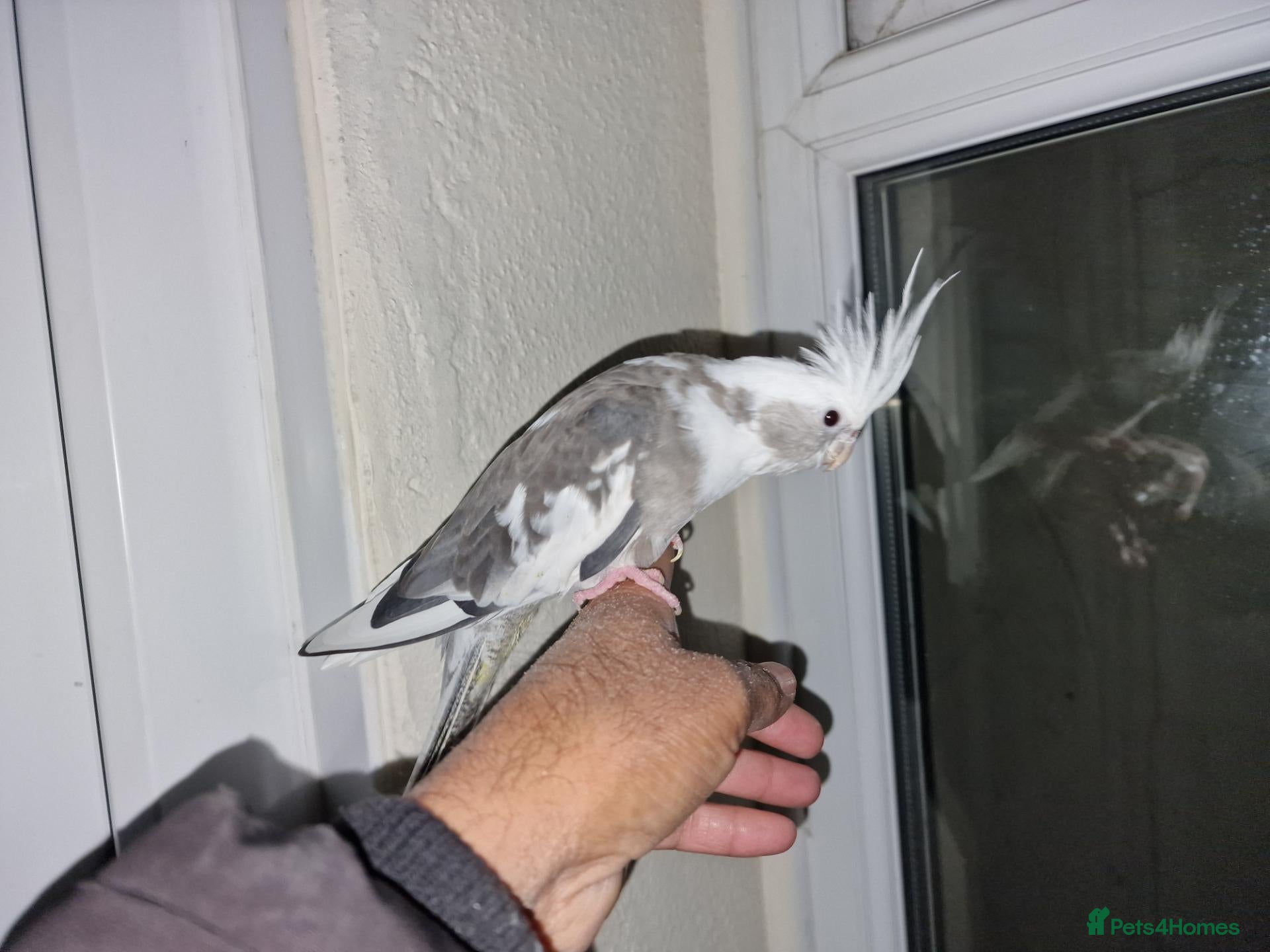 Cockatiels birds for sale: Hand tamed baby cockatiels  - Advert 19