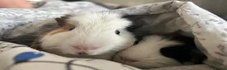 Guinea Pig rodents for sale: 2 guniea pigs for sale, urgently trying to rehome in Walsall - Advert 11