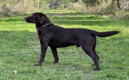 Labrador Retriever dogs for stud: Proven KC Reg Labrador health tested stud in Olney - Image 11