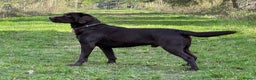 Labrador Retriever dogs for stud: Proven KC Reg Labrador health tested stud in Olney - Advert 11