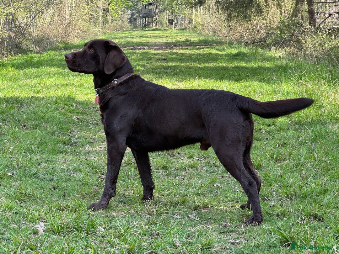 Labrador Retriever dogs for stud: Proven KC Reg Labrador health tested stud in Olney - Image 11