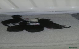 Mixed Breed cats for sale: 4 kittens - Image 2