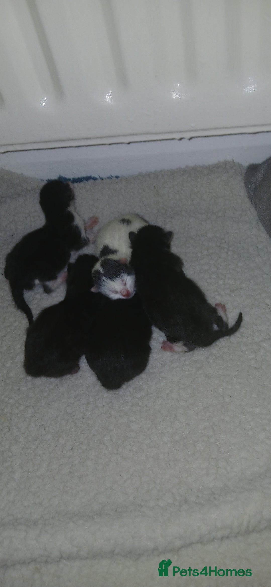 Mixed Breed cats for sale: 4 kittens - Image 2